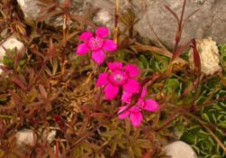 2013-08-18_Regina-F-Rau_Schachen_Blumen  (050).JPG